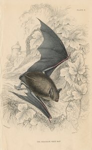 ناتيرز بات Myotis nattereri ، 1828 بواسطة غير معروف