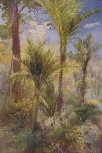 غابة نيوزيلندا ، 1924 بواسطة غير معروف