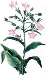 Nicotiana tabacum - نبات التبغ ، 1823 بواسطة غير معروف