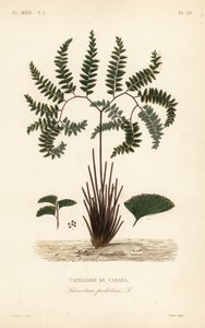 سرخس كزبرة البئر الشمالية أو سرخس خماسي الأصابع ، Adiantum pedatum ، Capillaire du Canada بواسطة غير معروف
