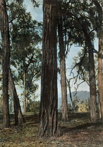 غينيا الجديدة. لو بوا دي فير ، بابوا غينيا الجديدة - أشجار أيرونوود ، 1900. بواسطة غير معروف