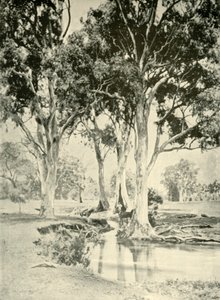 اللثة القديمة ، جبل. كروفورد ، جنوب أستراليا ، 1901. بواسطة غير معروف