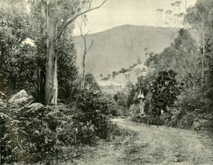 على طريق إيلاوارا ، نيو ساوث ويلز ، 1901. بواسطة غير معروف
