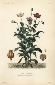 خشخاش الأفيون ، Papaver somniferum ، الخوف المنوم بواسطة غير معروف