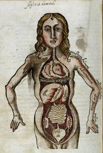 الأعضاء: صورة لرجل وأعضائه الداخلية مكشوفة بواسطة غير معروف