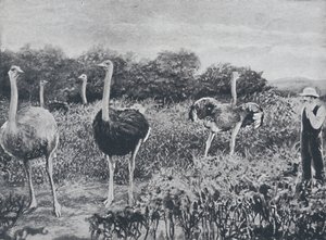 النعام ، 1924 بواسطة غير معروف