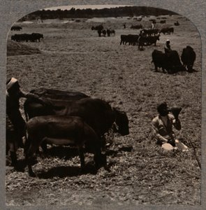 ذرة تطير الثيران ، c1900 بواسطة غير معروف