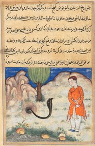 صفحة من حكايات ببغاء توتي ناما: الليلة السابعة والثلاثون: الأمير ... ، ج. 1560. بواسطة غير معروف