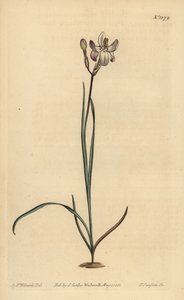 ixia مزهرة مرسومة ، Ixia fucata بواسطة غير معروف