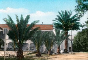 أشجار النخيل ، حمام المسقطين ، الجزائر بواسطة غير معروف