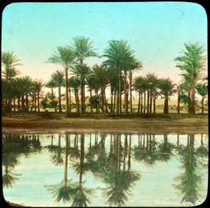 تنعكس أشجار النخيل في الماء ، الهند ، أواخر القرن التاسع عشر أو أوائل القرن العشرين بواسطة غير معروف