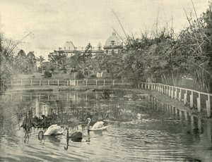 بركة البردي ، حدائق بريسبان النباتية ، 1901. بواسطة غير معروف
