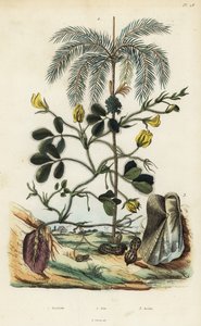Peanut or groundnut plant, Arachis hypogaea 1, areca nut palm, Areca catechu 2, and bivalve mollusc Arca semi-torta, Trisidos semitorta 3 بواسطة غير معروف