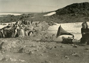طيور البطريق تستمع إلى الحاكي خلال الصيف ، 1908 ، 1909 بواسطة غير معروف