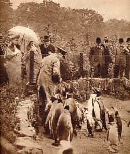 طيور البطريق في موكب للملك ، 1934 1935 بواسطة غير معروف
