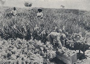 حقل باين-آبل ، كوينزلاند ، 1923. بواسطة غير معروف
