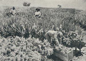 مزارع الصنوبر والتفاح ، 1916 بواسطة غير معروف
