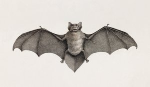 خفاش Pipistrelle في مصر بواسطة غير معروف