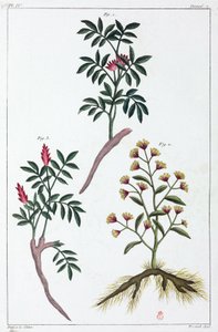 النباتات الطبية ، الصين بواسطة غير معروف