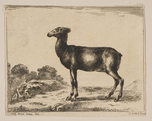 اللوحة 15: ظبية ، من حيوانات مختلفة Diversi animali ، بعد عام 1641. بواسطة غير معروف