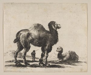 اللوحة 17: الإبل ، من الحيوانات المختلفة Diversi animali ، بعد عام 1641. بواسطة غير معروف