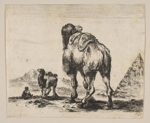 اللوحة 18: جمل ينظر إليه من الخلف مع هرم على اليمين ، من مختلف الحيوانات دي ... ، بعد عام 1641. بواسطة غير معروف