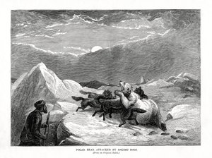 دب قطبي يهاجمه كلاب إسكيمو ، 1877 بواسطة غير معروف