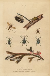 Polistes gallicus ، دبور وعش ، سوسة زرقاء ، Eupholus schoenherri ، سوسة الجذر ، Diaprepes abbreviatus ، Polycera sea slugs ، Ancula gibbosa ، ancula الأطلسي ، على الأعشاب البحرية بواسطة غير معروف