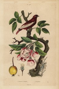 Pompadour cotinga ، Xipholena punicea ، على شجرة تفاح ، Malus pumila ، فاكهة ، أزهار بومبادور وشجرة تفاح مع باقات بواسطة غير معروف
