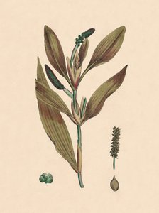 روفيسنس بوتاموجيتون. Reddish Pondweed ، القرن التاسع عشر بواسطة غير معروف