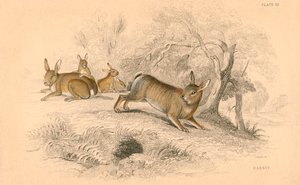 أرنب cuniculus الأرنب 1818 بواسطة غير معروف