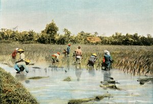 حصاد الأرز ، حصاد الأرز ، 1900. بواسطة غير معروف
