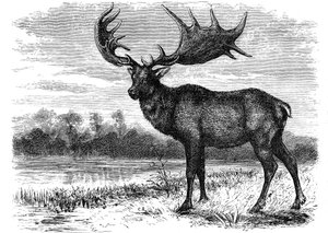 إعادة بناء الأيائل الأيرلندية Megaloceros ، c1880 بواسطة غير معروف