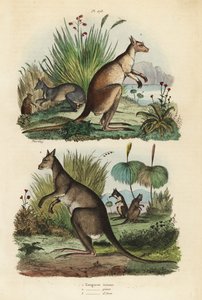 الكنغر الأحمر ، Macropus rufus 1 ، الكنغر الرمادي الشرقي ، Macropus giganteus 2 ، والباب الغامق ، Thylogale brunii 3 بواسطة غير معروف