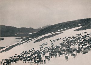 الرنة على الجبال ، 1914. بواسطة غير معروف