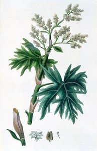 راوند ، 1823 بواسطة غير معروف