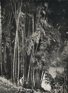 Riesenbambus Dendrocalamus giganteus في Peradeniya bei Kandy ، 1926 بواسطة غير معروف