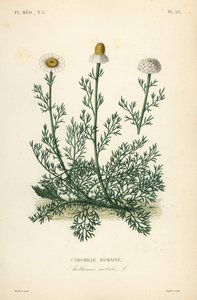 البابونج الروماني أو البابونج ، البابونج النبيل ، Anthemis nobilis ، Camomille romaine بواسطة غير معروف