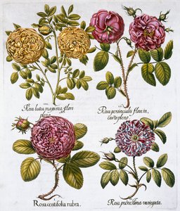 الورود ، 1613 بواسطة غير معروف