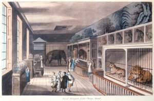 Royal Menagerie، Exeter Change، Strand، London، c1820 بواسطة غير معروف