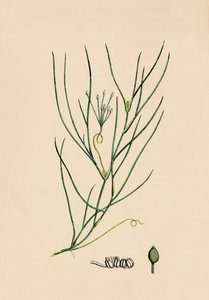 Ruppia spiralis. روبيا الكبرى ، القرن التاسع عشر بواسطة غير معروف