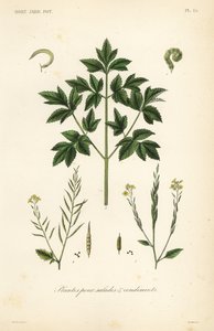 Salad leaf vegetables, plants pour salads et condiments بواسطة غير معروف