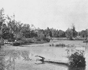 مشهد في ميسيسيبي ، الولايات المتحدة ، c1900. بواسطة غير معروف