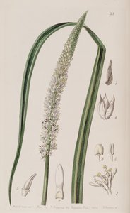 Schoenocaulon officinale بواسطة غير معروف