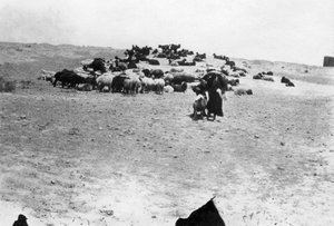 رعي الأغنام خارج سامراء ، بلاد ما بين النهرين ، 1918 بواسطة غير معروف