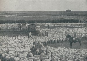 طيور الغنم في أستراليا ، 1910 بواسطة غير معروف