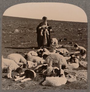 الراعي والقطيع ، c1900 بواسطة غير معروف