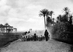 رعي الأغنام بالقرب من القاهرة ، مصر ، 1920s بواسطة غير معروف