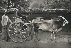 عربة سينهالا زيبرا ، 1926 بواسطة غير معروف
