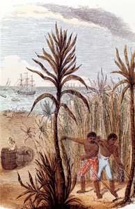 العبيد الذين يزرعون قصب السكر في جزر الهند الغربية ، 1852 بواسطة غير معروف